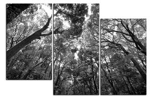 Obraz na plátne - Zelené stromy v lese 1194QD (90x60 cm)