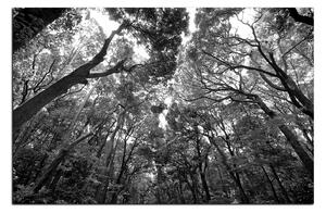Obraz na plátne - Zelené stromy v lese 1194QA (100x70 cm)