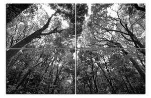 Obraz na plátne - Zelené stromy v lese 1194QE (150x100 cm)