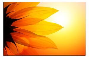 Obraz na plátne - Slnečnica kvet 1201A (100x70 cm)