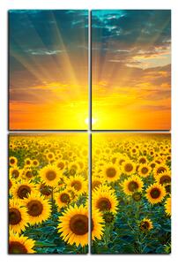 Obraz na plátne - Slnečnicové pole pri západe slnka - obdĺžnik 7199D (90x60 cm)