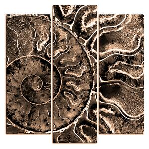 Obraz na plátne - Textúra fosílie - štvorec 3174FC (75x75 cm)