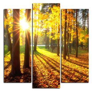 Obraz na plátne - Jesenný les - štvorec 3176C (75x75 cm)