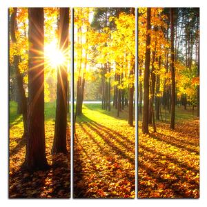 Obraz na plátne - Jesenný les - štvorec 3176B (75x75 cm)