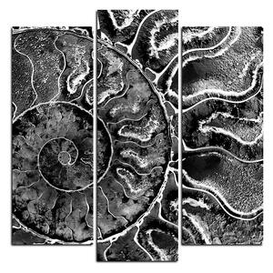 Obraz na plátne - Textúra fosílie - štvorec 3174QC (75x75 cm)