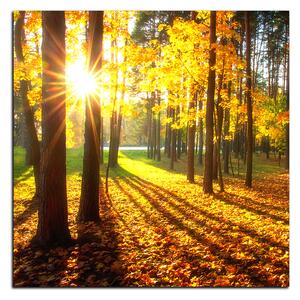 Obraz na plátne - Jesenný les - štvorec 3176A (50x50 cm)