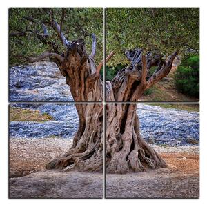 Obraz na plátne - Starý olivovník - štvorec 3181E (60x60 cm)