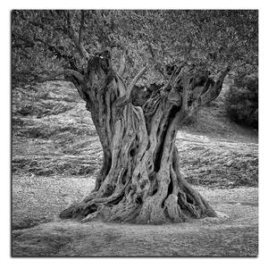 Obraz na plátne - Starý olivovník - štvorec 3181QA (50x50 cm)