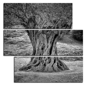 Obraz na plátne - Starý olivovník - štvorec 3181QD (75x75 cm)