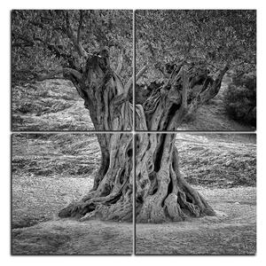 Obraz na plátne - Starý olivovník - štvorec 3181QE (60x60 cm)
