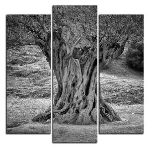 Obraz na plátne - Starý olivovník - štvorec 3181QC (75x75 cm)