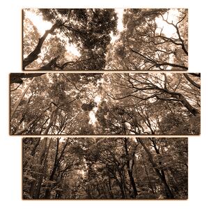 Obraz na plátne - Zelené stromy v lese - štvorec 3194FD (75x75 cm)