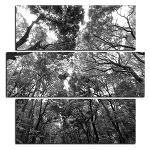 Obraz na plátne - Zelené stromy v lese - štvorec 3194QD (75x75 cm)
