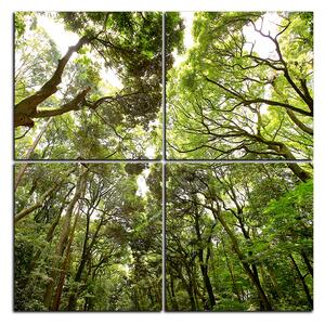 Obraz na plátne - Zelené stromy v lese - štvorec 3194E (60x60 cm)
