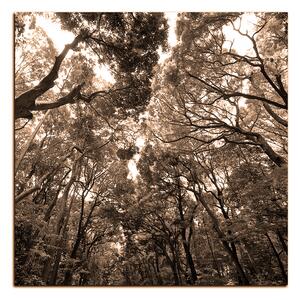 Obraz na plátne - Zelené stromy v lese - štvorec 3194FA (50x50 cm)