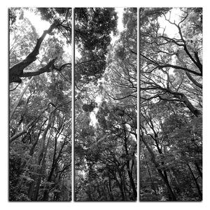 Obraz na plátne - Zelené stromy v lese - štvorec 3194QB (75x75 cm)