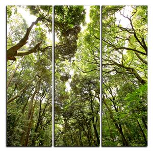 Obraz na plátne - Zelené stromy v lese - štvorec 3194B (75x75 cm)