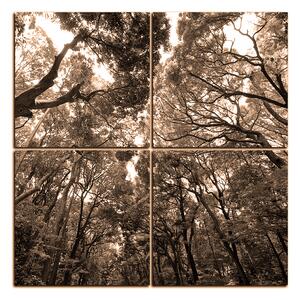 Obraz na plátne - Zelené stromy v lese - štvorec 3194FE (60x60 cm)