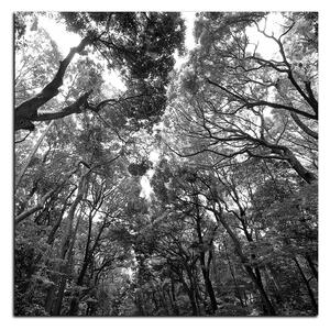 Obraz na plátne - Zelené stromy v lese - štvorec 3194QA (50x50 cm)
