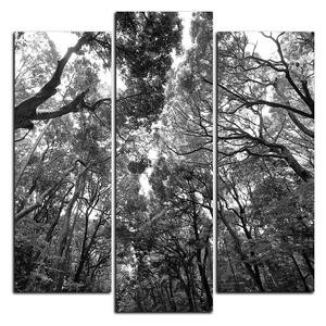 Obraz na plátne - Zelené stromy v lese - štvorec 3194QC (75x75 cm)