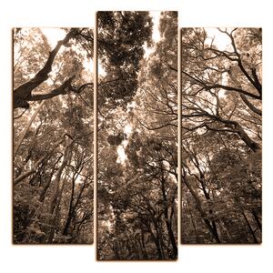 Obraz na plátne - Zelené stromy v lese - štvorec 3194FC (75x75 cm)