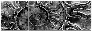 Obraz na plátne - Textúra fosílie - panoráma 5174QC (90x30 cm)