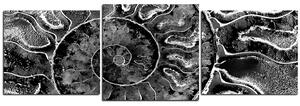 Obraz na plátne - Textúra fosílie - panoráma 5174QD (90x30 cm)