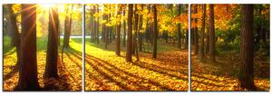 Obraz na plátne - Jesenný les - panoráma 5176C (90x30 cm)