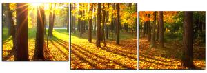 Obraz na plátne - Jesenný les - panoráma 5176E (90x30 cm)