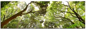Obraz na plátne - Zelené stromy v lese - panoráma 5194A (105x35 cm)