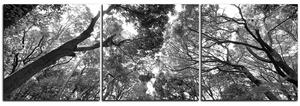 Obraz na plátne - Zelené stromy v lese - panoráma 5194QB (90x30 cm)