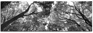 Obraz na plátne - Zelené stromy v lese - panoráma 5194QA (105x35 cm)
