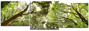Obraz na plátne - Zelené stromy v lese - panoráma 5194E (150x50 cm)