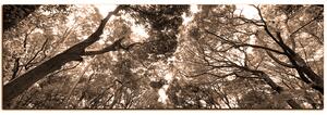 Obraz na plátne - Zelené stromy v lese - panoráma 5194FA (105x35 cm)