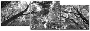 Obraz na plátne - Zelené stromy v lese - panoráma 5194QD (90x30 cm)