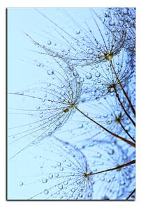 Obraz na plátne - Pampeliškové semienka s kvapkami vody - obdĺžnik 7202A (90x60 cm )