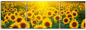 Obraz na plátne - Slnečnicové pole pri západe slnka - panoráma 5199NC (120x40 cm)