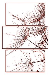 Obraz na plátne - Pampeliškové semienka s kvapkami vody - obdĺžnik 7202KC (105x70 cm)