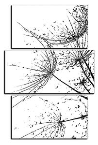 Obraz na plátne - Pampeliškové semienka s kvapkami vody - obdĺžnik 7202QC (90x60 cm)