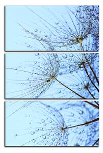 Obraz na plátne - Pampeliškové semienka s kvapkami vody - obdĺžnik 7202B (90x60 cm )