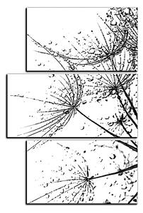Obraz na plátne - Pampeliškové semienka s kvapkami vody - obdĺžnik 7202QD (90x60 cm)