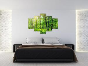 Obraz - Jarný listnatý les (150x105 cm)