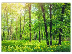 Sklenený obraz - Jarný listnatý les (70x50 cm)