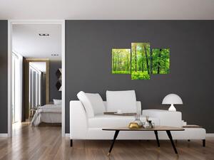 Obraz - Jarný listnatý les (90x60 cm)