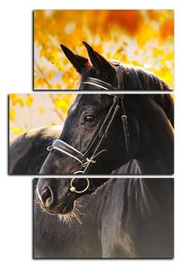 Obraz na plátne - Čierny kôň - obdĺžnik 7220D (120x80 cm)