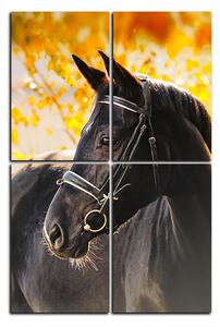 Obraz na plátne - Čierny kôň - obdĺžnik 7220E (120x80 cm)