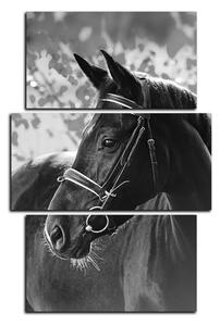 Obraz na plátne - Čierny kôň - obdĺžnik 7220QC (120x80 cm)