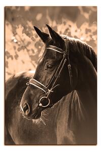 Obraz na plátne - Čierny kôň - obdĺžnik 7220FA (90x60 cm )