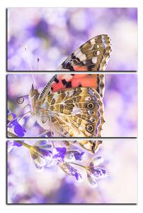 Obraz na plátne - Motýľ na levandule - obdĺžnik 7221B (90x60 cm )