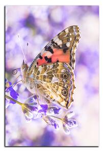 Obraz na plátne - Motýľ na levandule - obdĺžnik 7221A (90x60 cm )